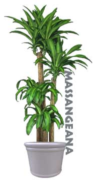 Dracaena Massangeana